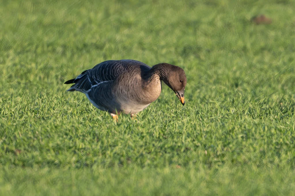 Tundra Bean Goose by Ian Curran - BirdGuides