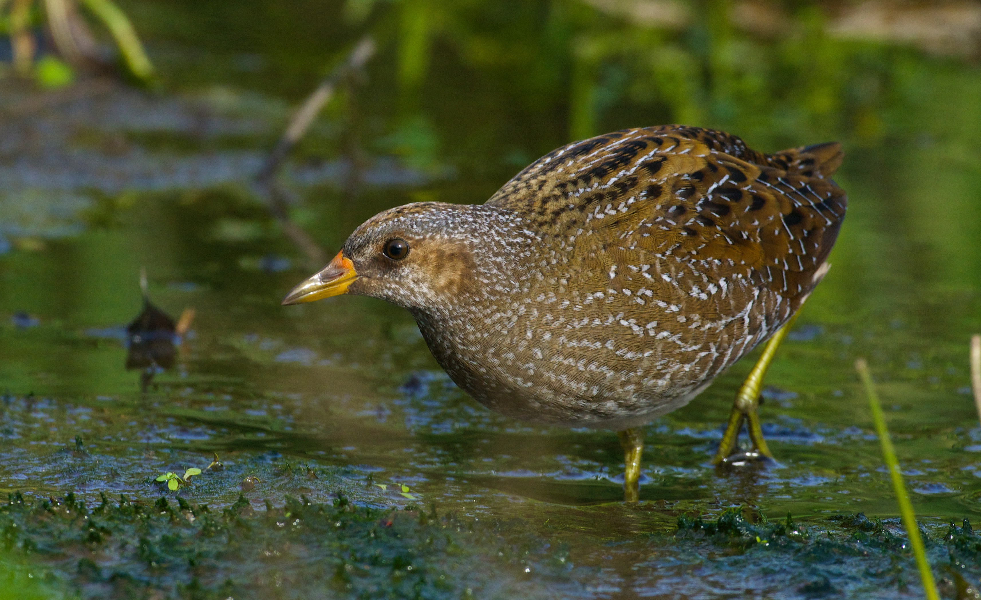 Spotted Crake by John McHale - BirdGuides