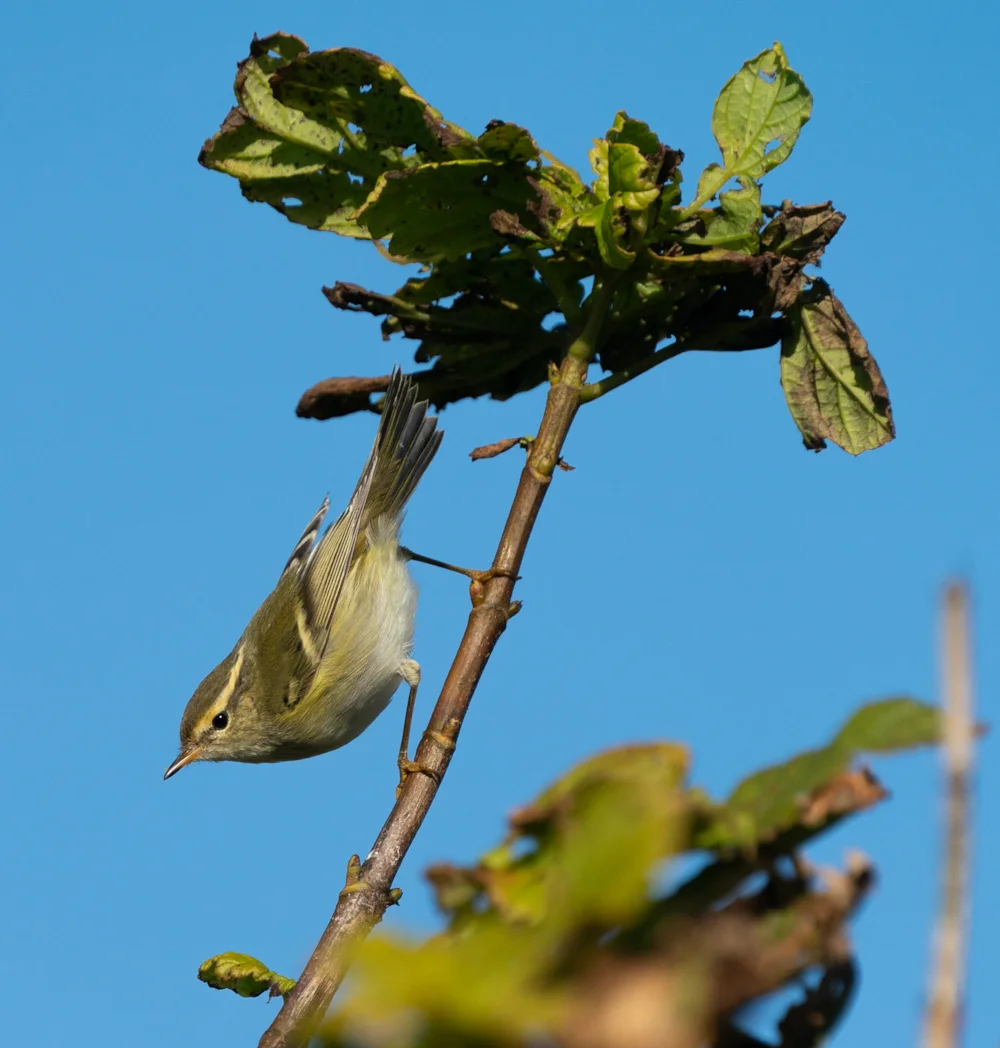 Jake Gearty Photo of the Week: 7-13 October 2024 - BirdGuides
