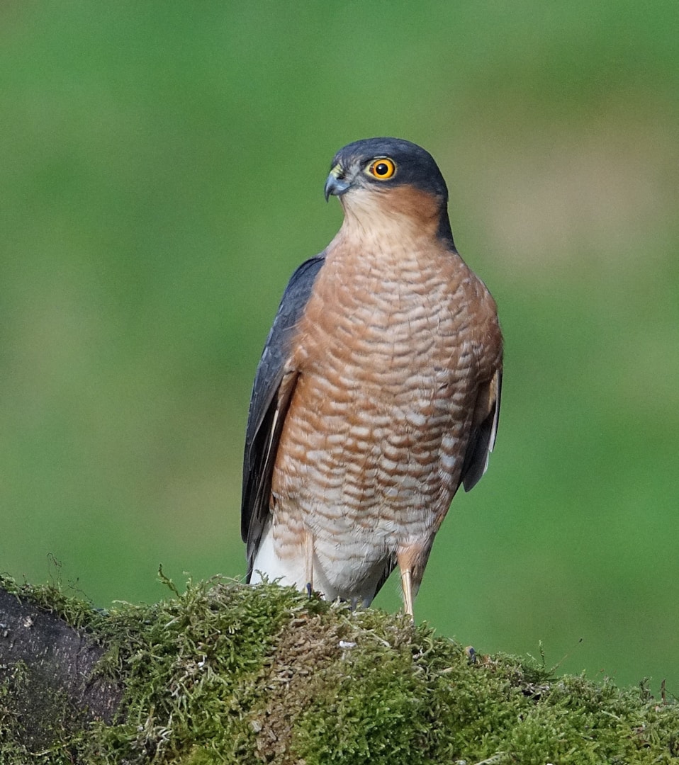 Eurasian Sparrowhawk by Paul Watkins BirdGuides