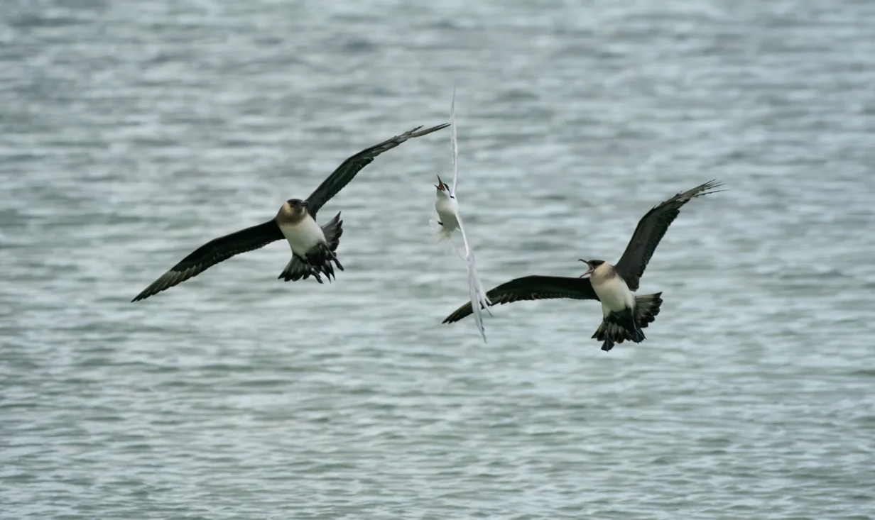 Jake Gearty Arctic Skua by Jake Gearty - BirdGuides