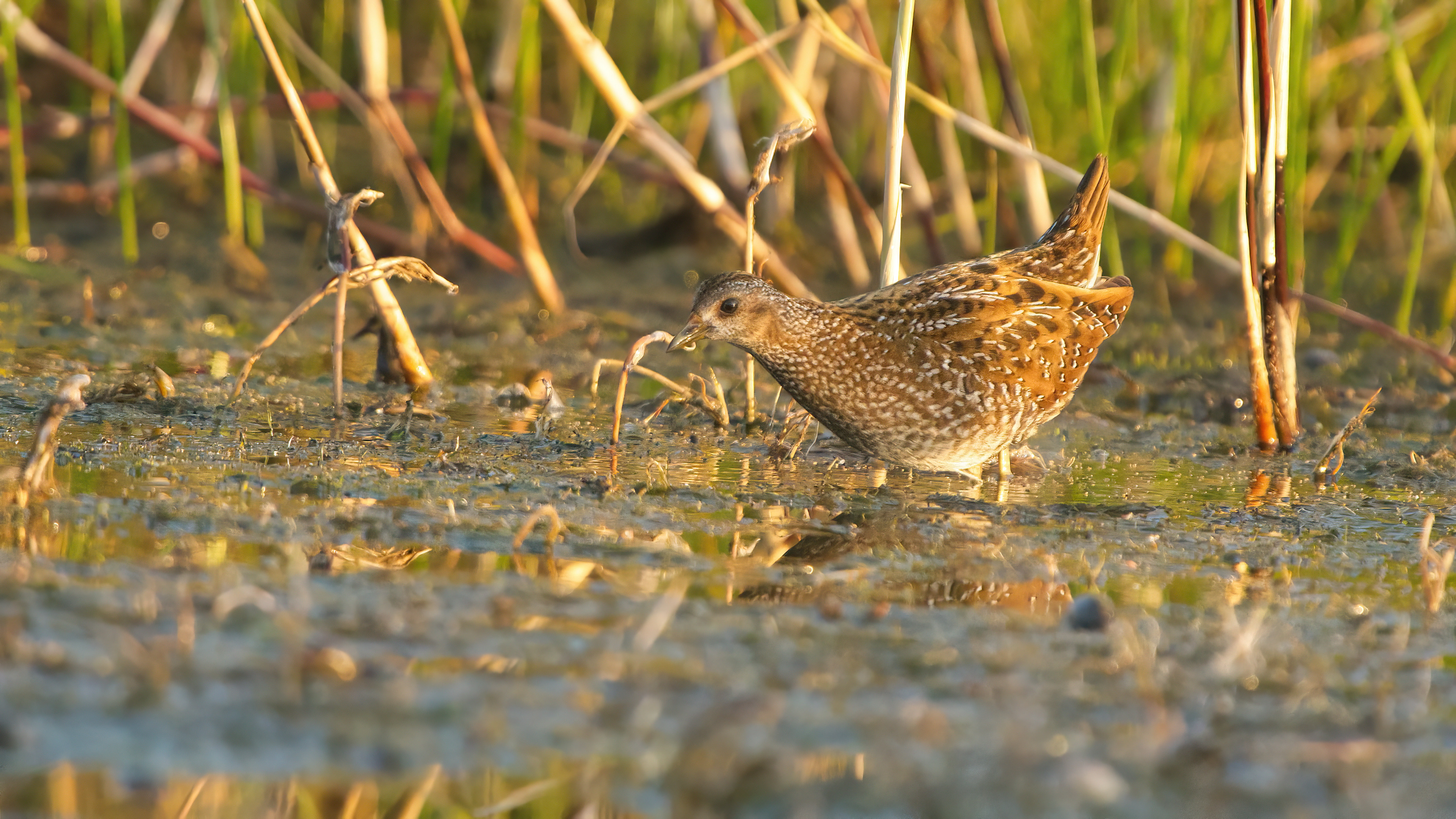 Spotted Crake by Jonathan Bull - BirdGuides