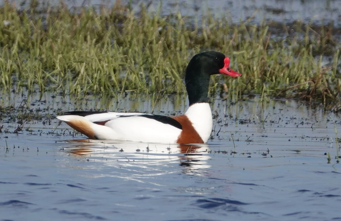 Common Shelduck by Walter Schulenburg - BirdGuides
