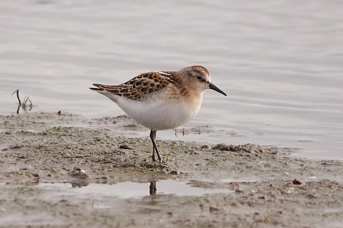 Little Stint by Hayden Fripp - BirdGuides