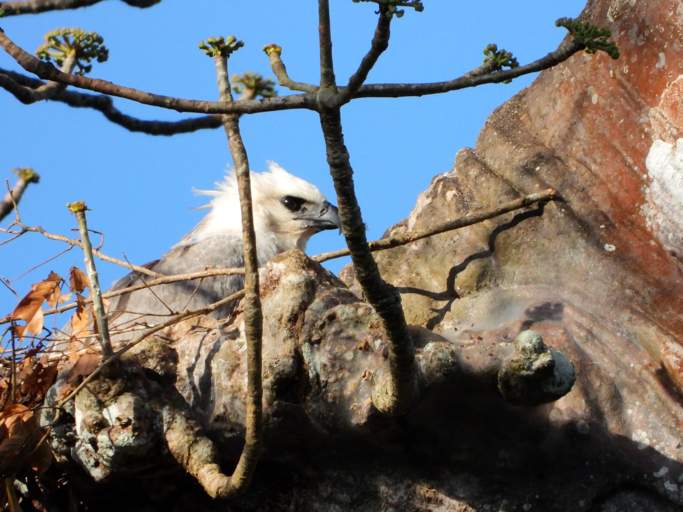 Details : Harpy Eagle - BirdGuides