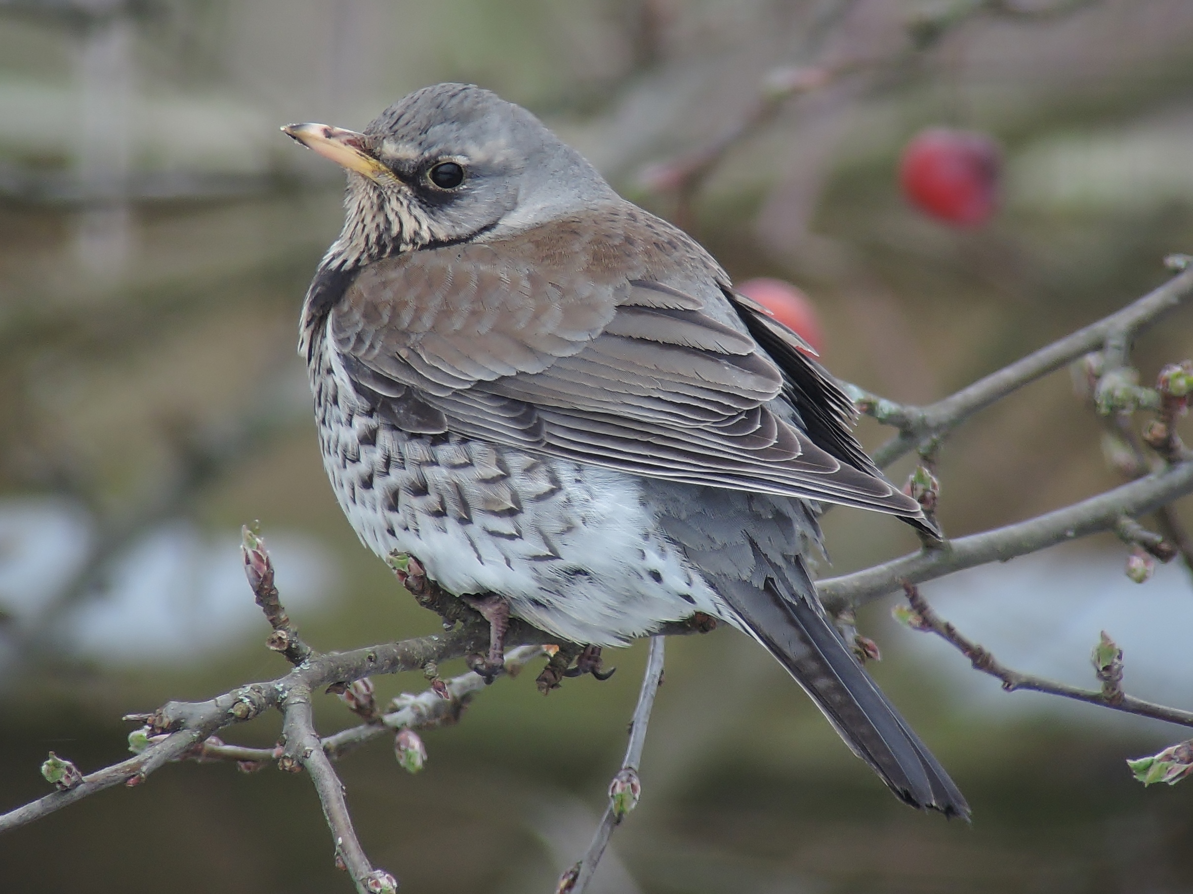 Details Fieldfare BirdGuides