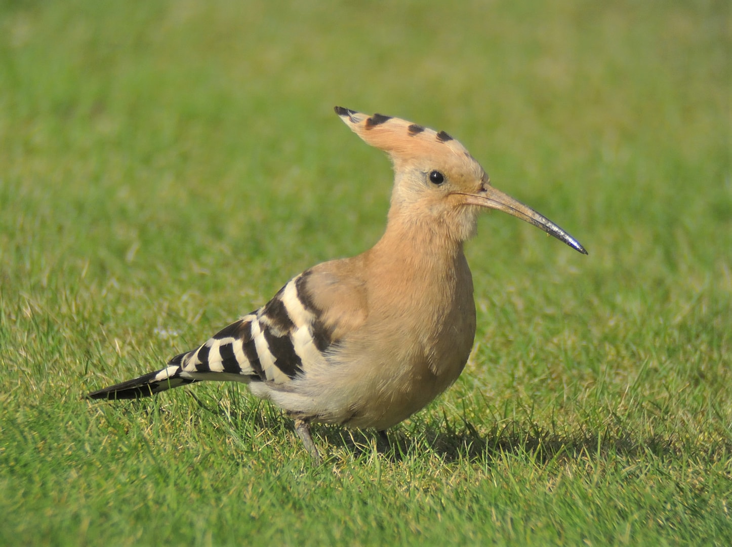 Hoopoe by Jonathan Theobald BirdGuides