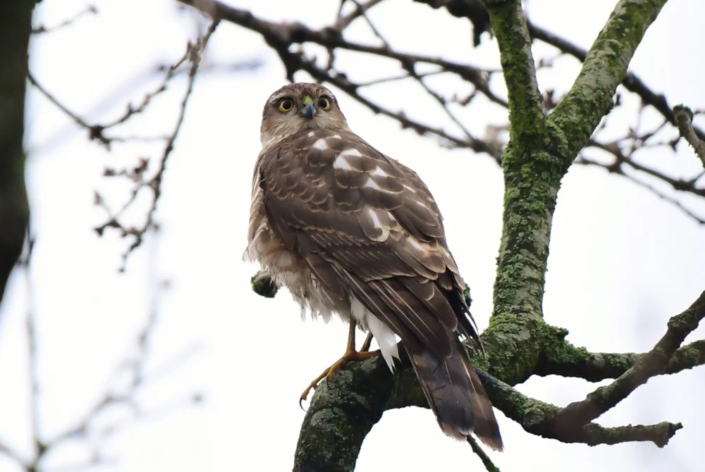Neil Rendall Sparrowhawk shot dead at Yorkshire nature reserve - BirdGuides