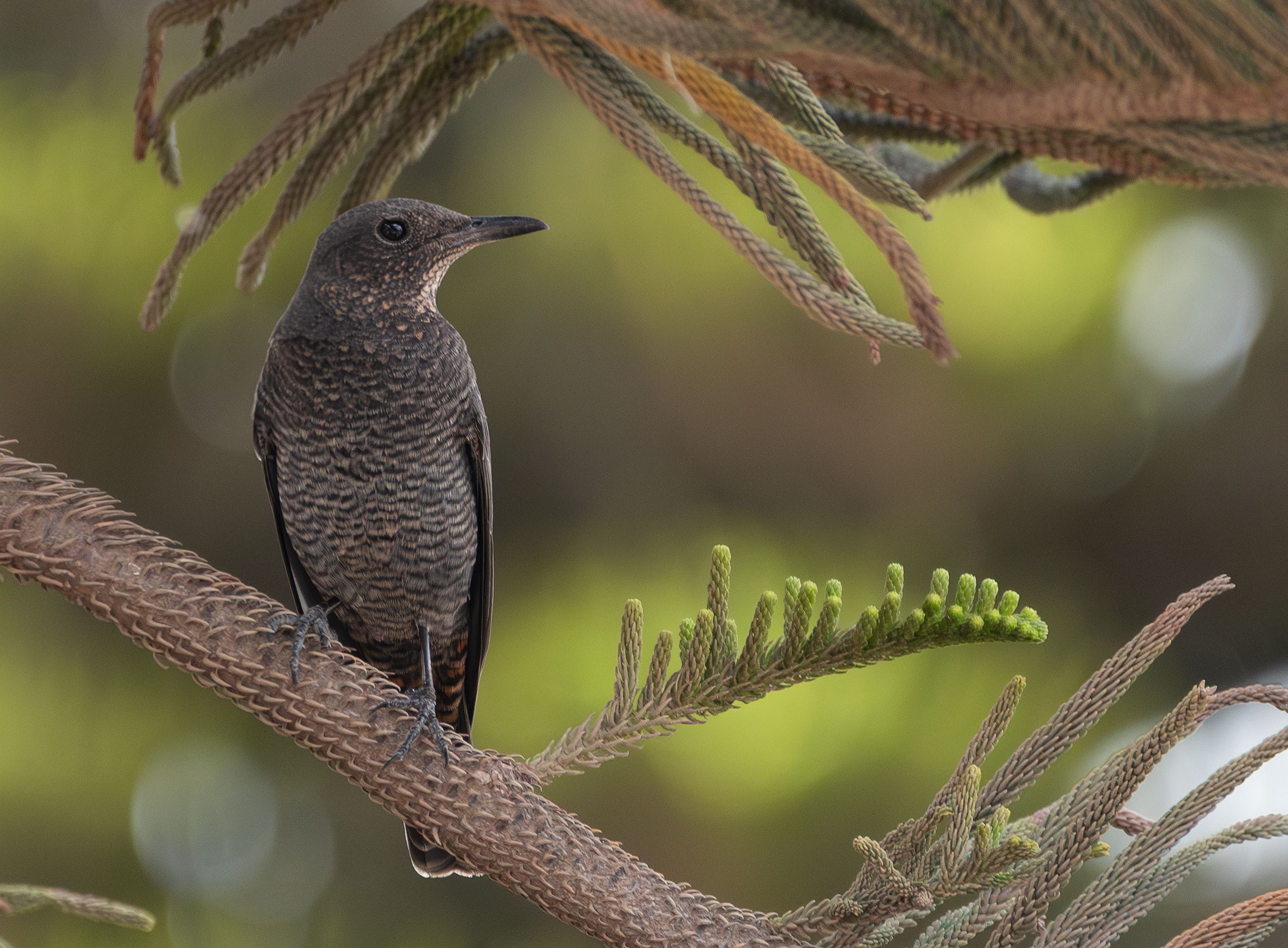 Blue Rock Thrush by Robert Perez - BirdGuides