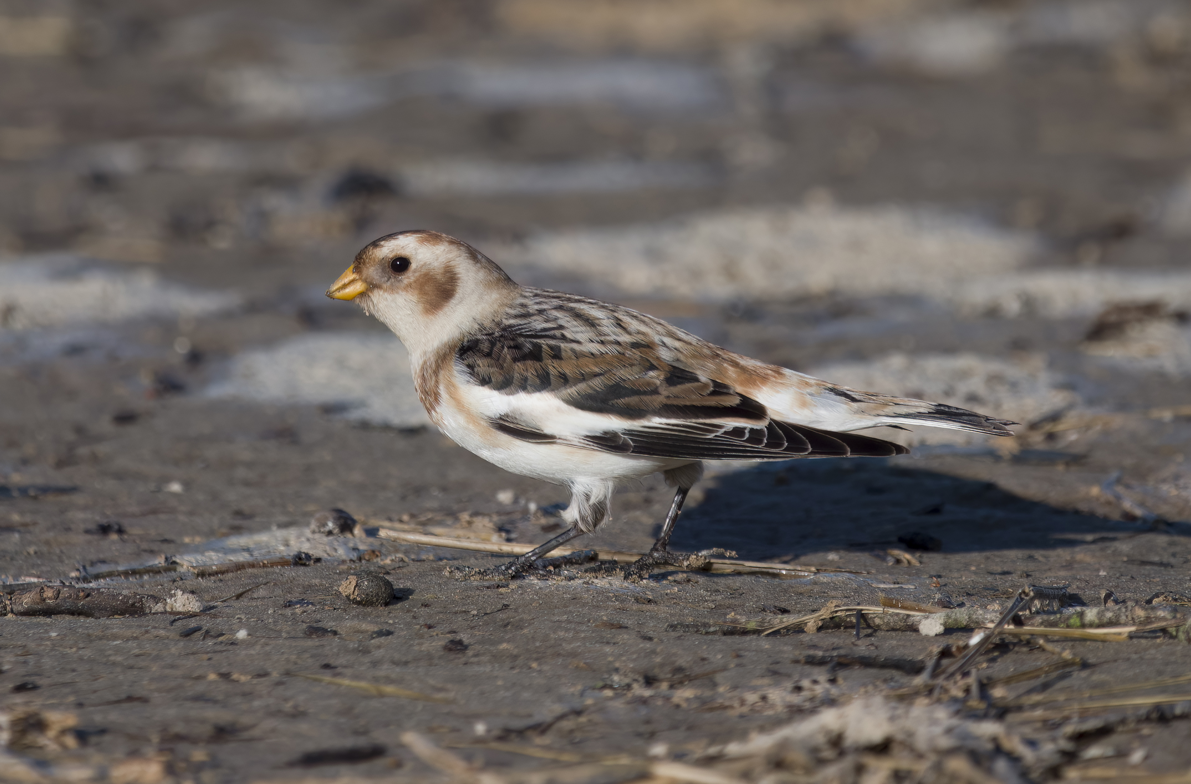 Snow Bunting by Lisa Hume - BirdGuides Snow Bunting by Lisa Hume - BirdGuides