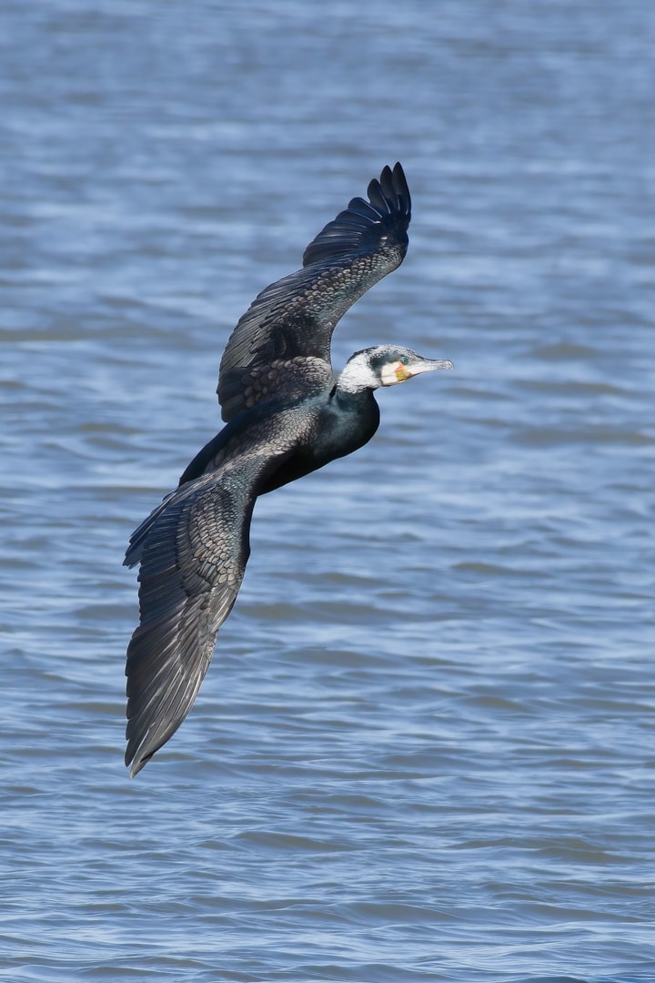 Great Cormorant by Raffaele Cargnelutti - BirdGuides
