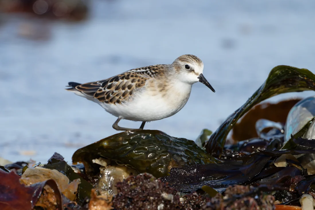 Little Stint by Vaughan Grantham - BirdGuides