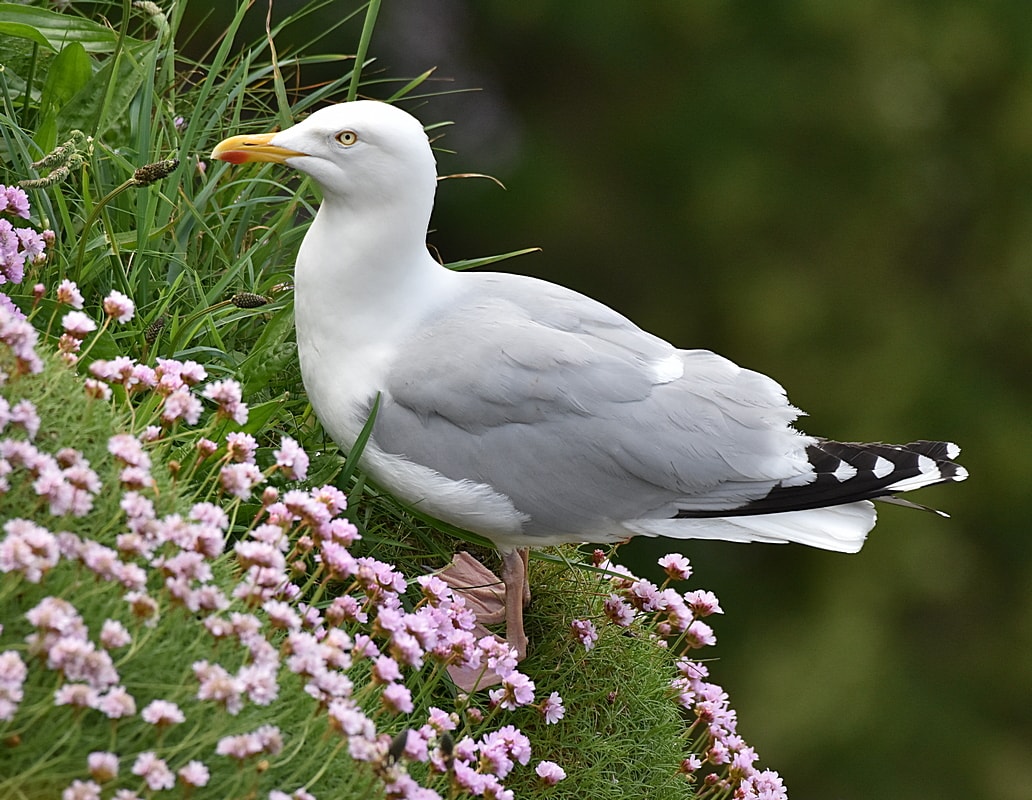 European Herring Gull by John Rowe BirdGuides