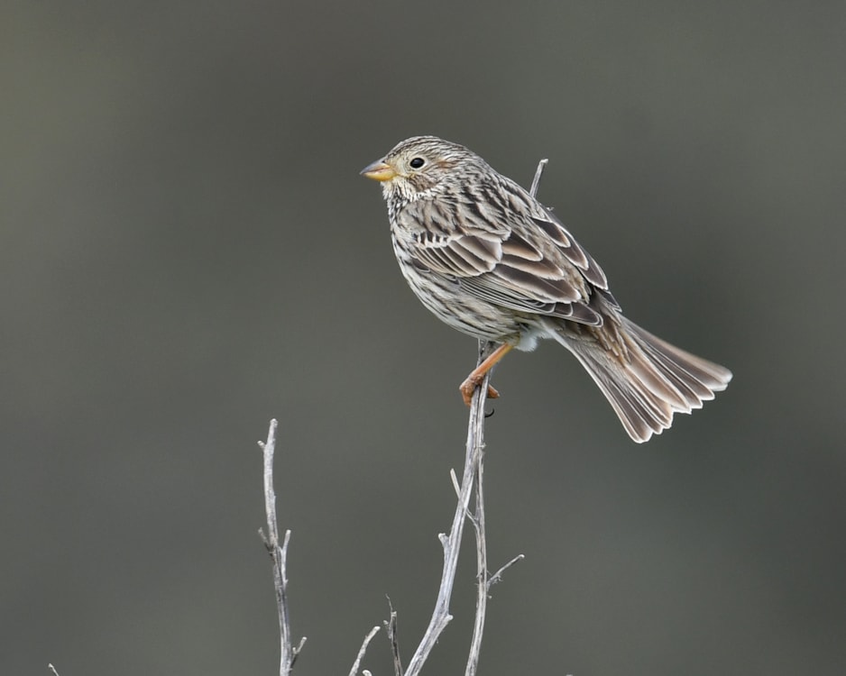 Corn Bunting by Nick Appleton BirdGuides