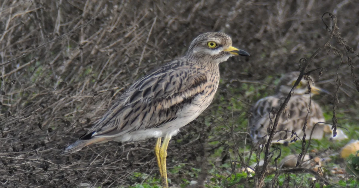 Curlew Rspb RSPB celebrates 40 years of Eurasian Stone-curlew conservation - BirdGuides