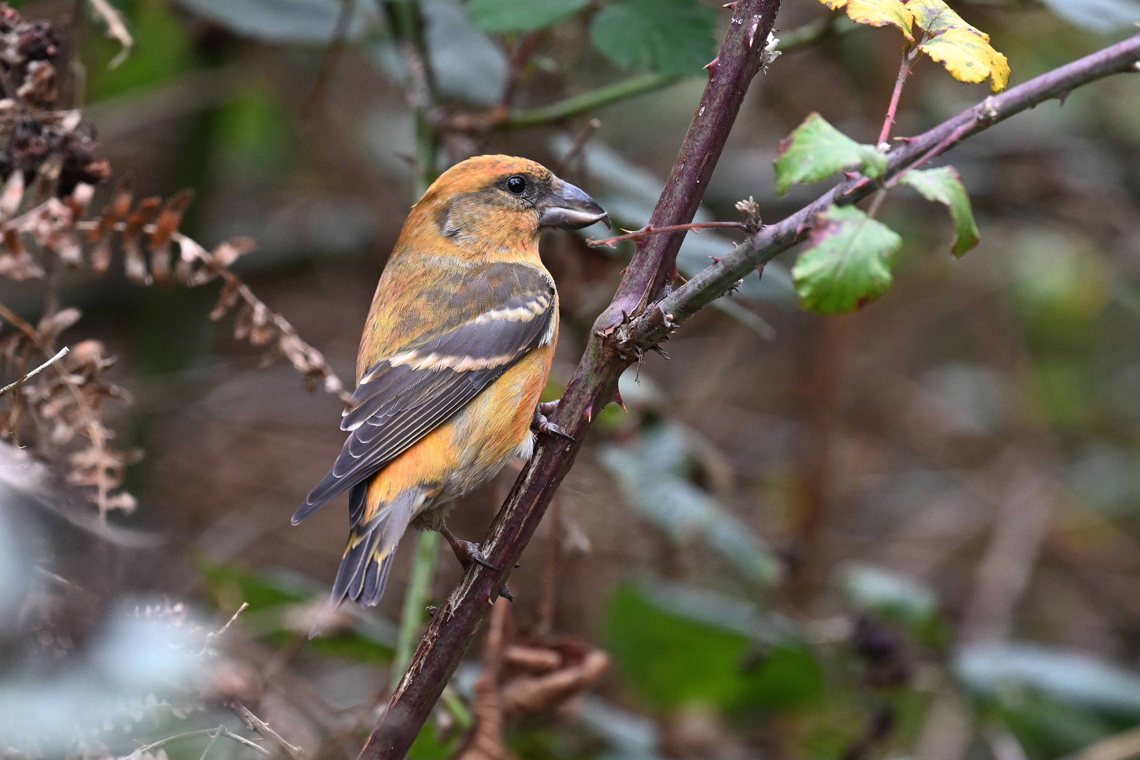 Crossbill by Nick Appleton - BirdGuides