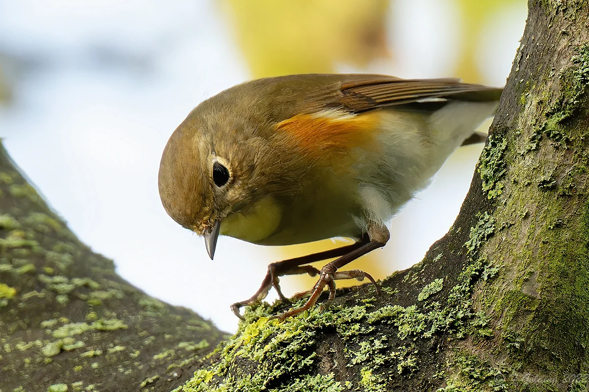 Red-flanked Bluetail population explodes in Finland - BirdGuides