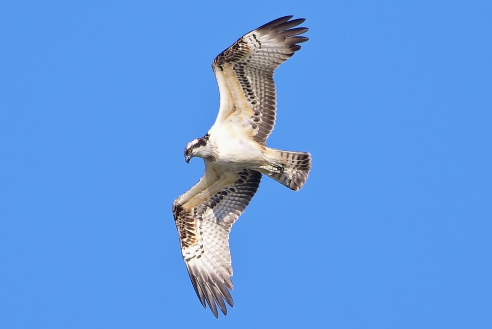 Rutland Ospreys Satellite Tagged Birdguides