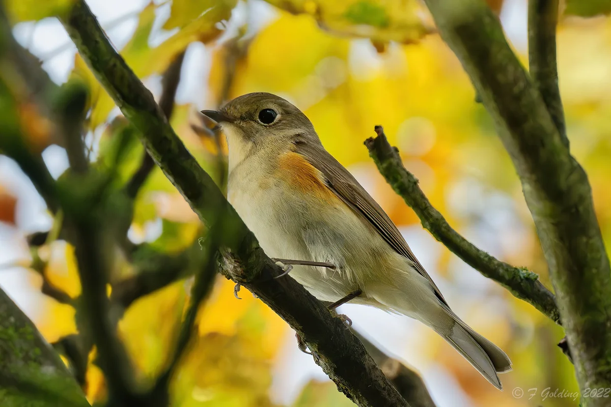 Details : Red-flanked Bluetail - BirdGuides