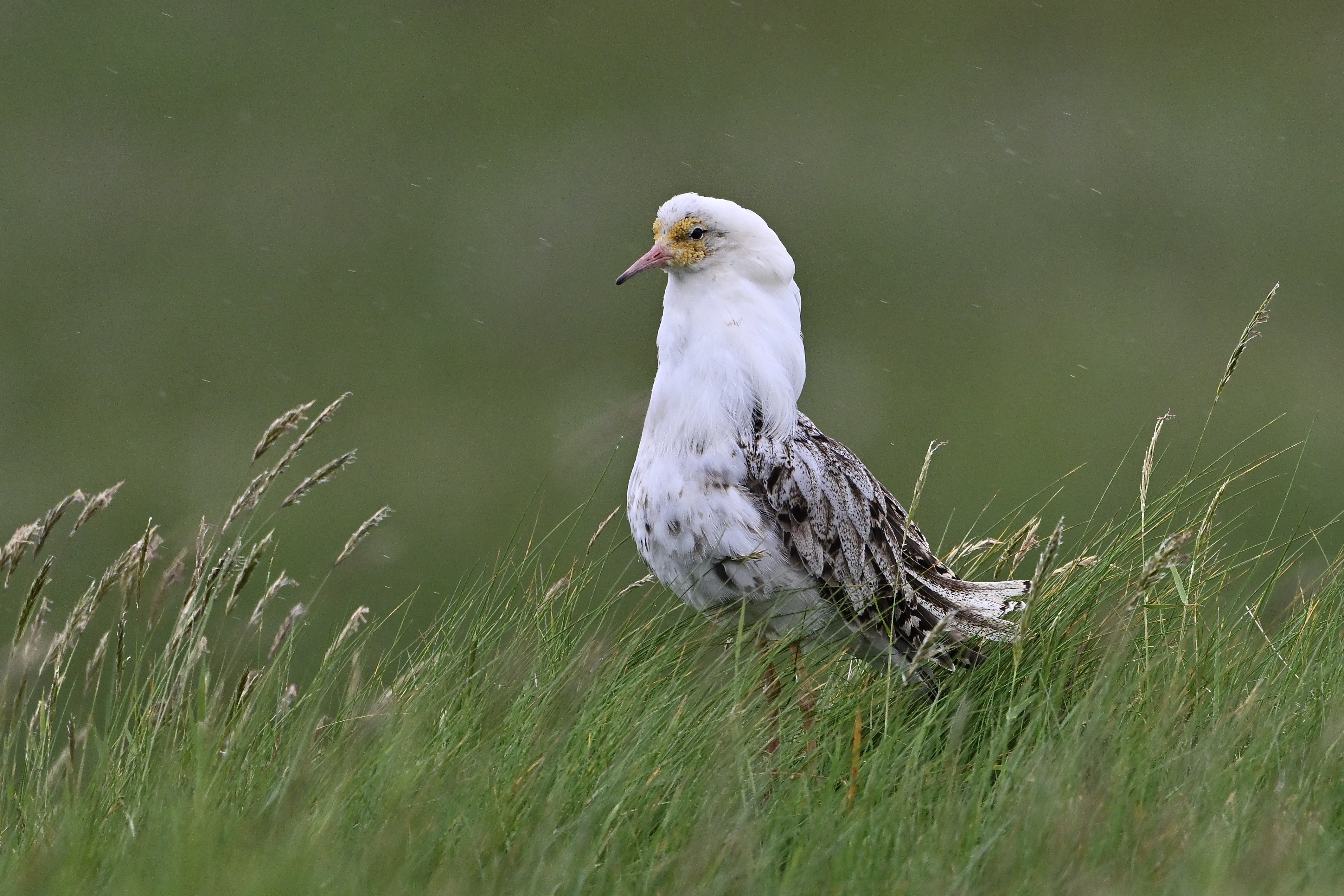 Male Ruff travel thousands of kilometres in lekking season - BirdGuides