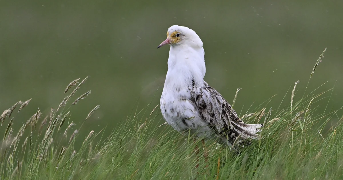 Male Ruff travel thousands of kilometres in lekking season - BirdGuides