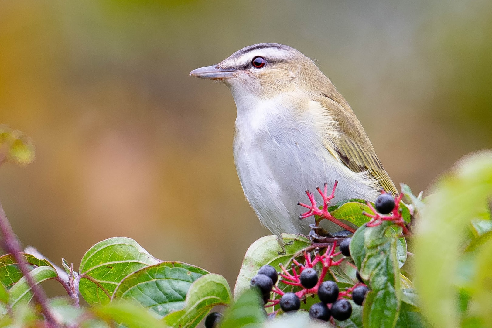 Red-eyed Vireo by John Forbes - BirdGuides