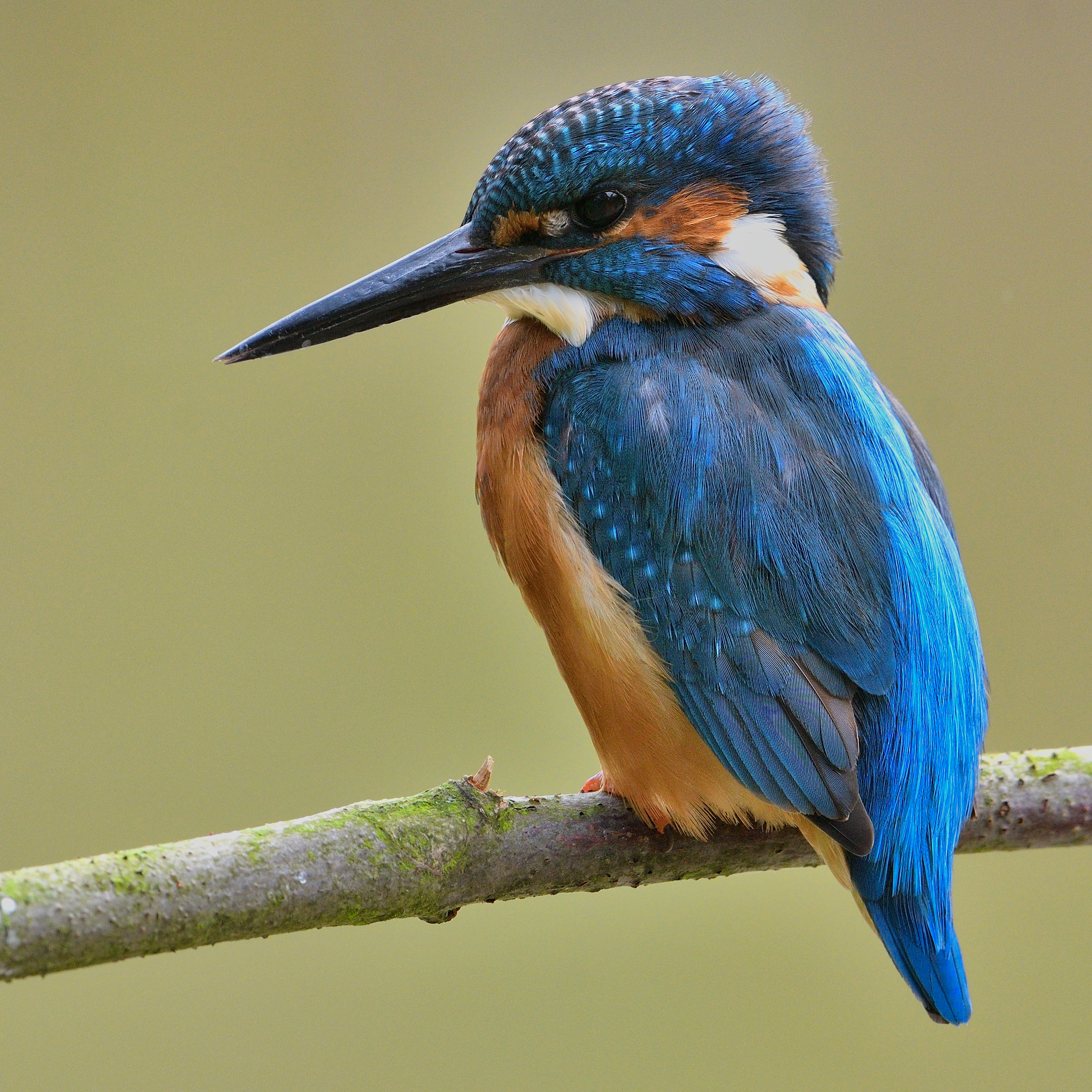 Details Common Kingfisher Birdguides