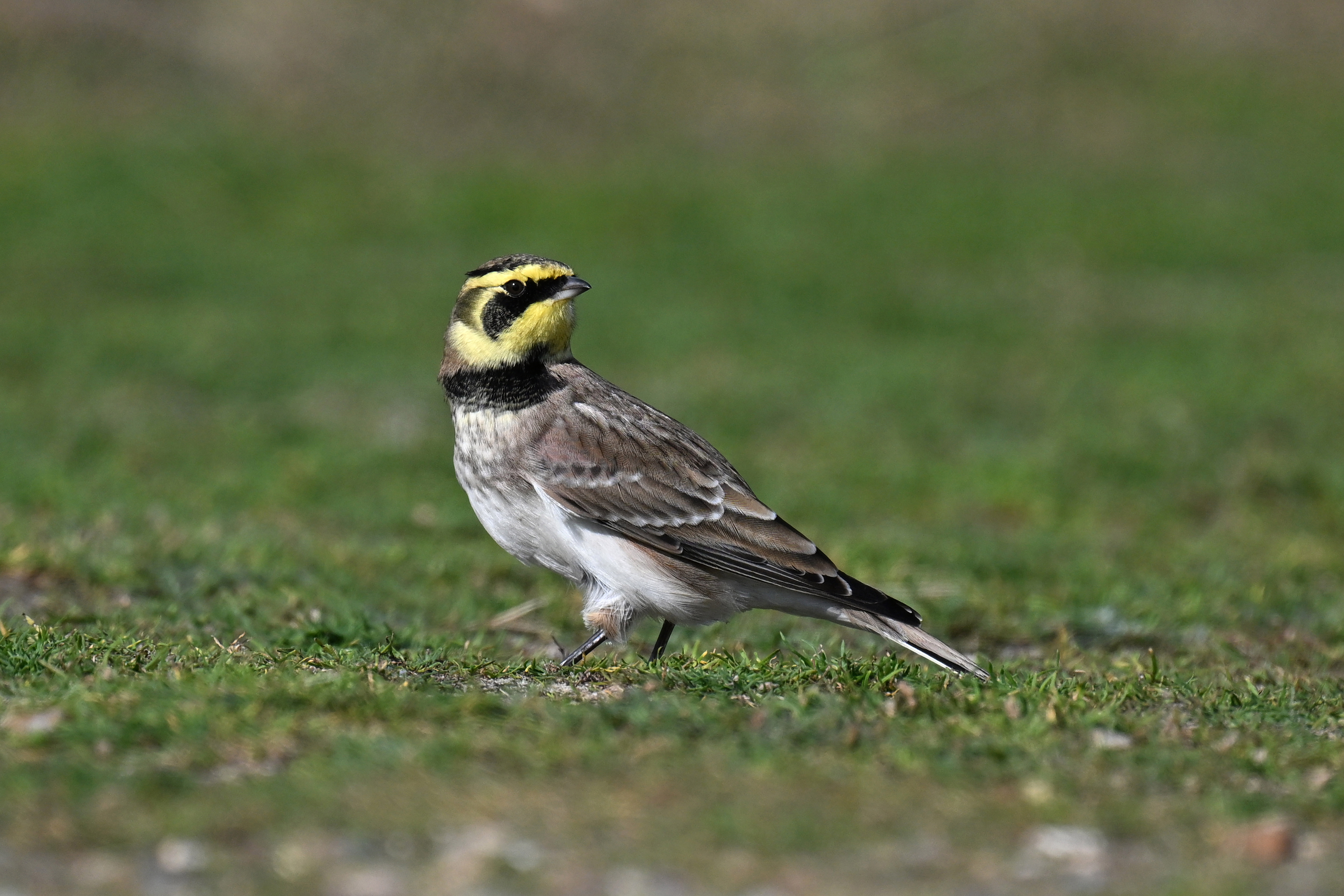 Shore Lark by Nick Appleton - BirdGuides