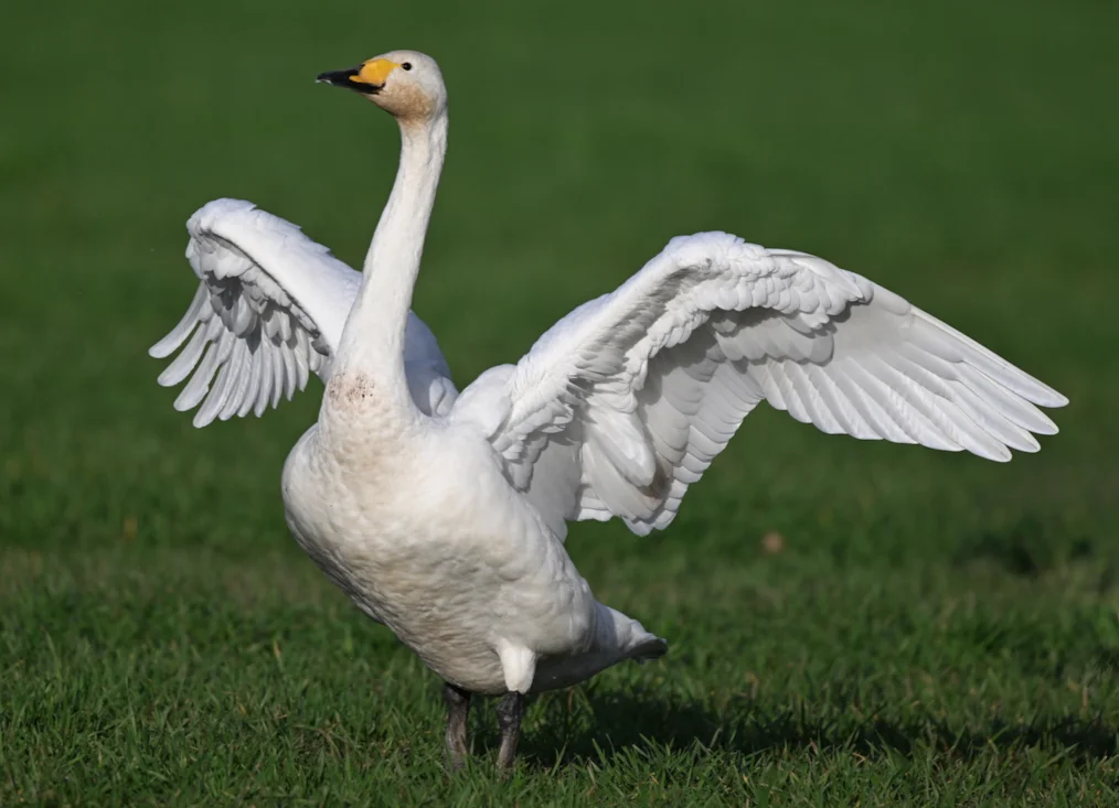 Whooper Swan by Roger Ridley - BirdGuides