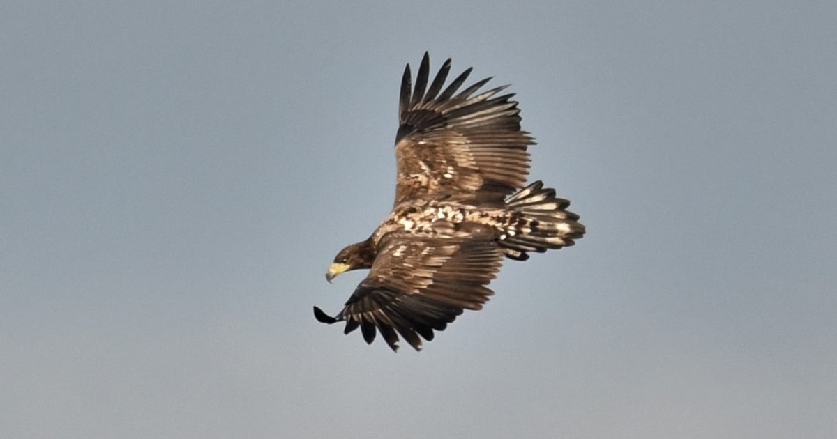Satellite-tagged White-tailed Eagle dies after wind turbine collision - Vimarsana News