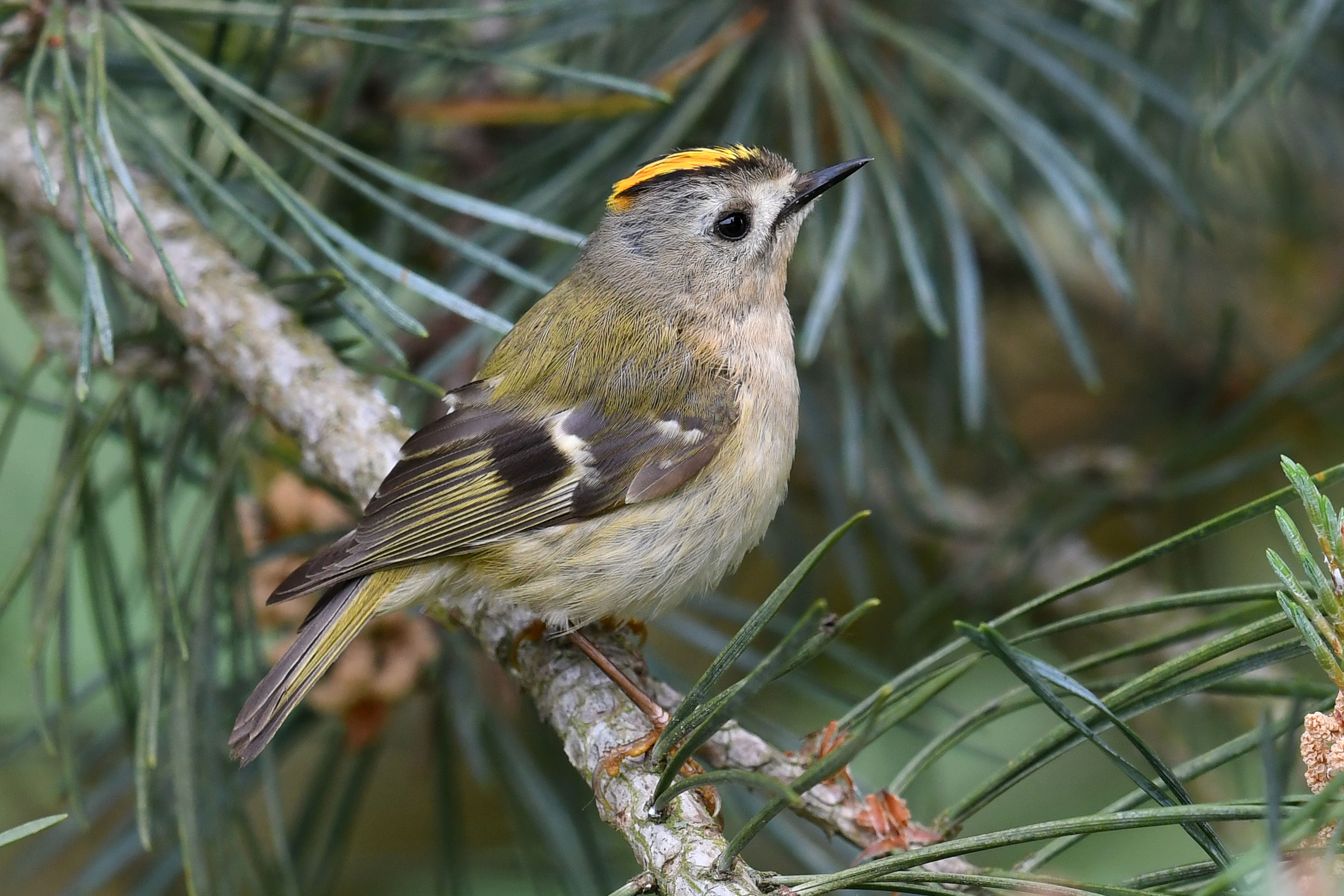 Details : Goldcrest - BirdGuides