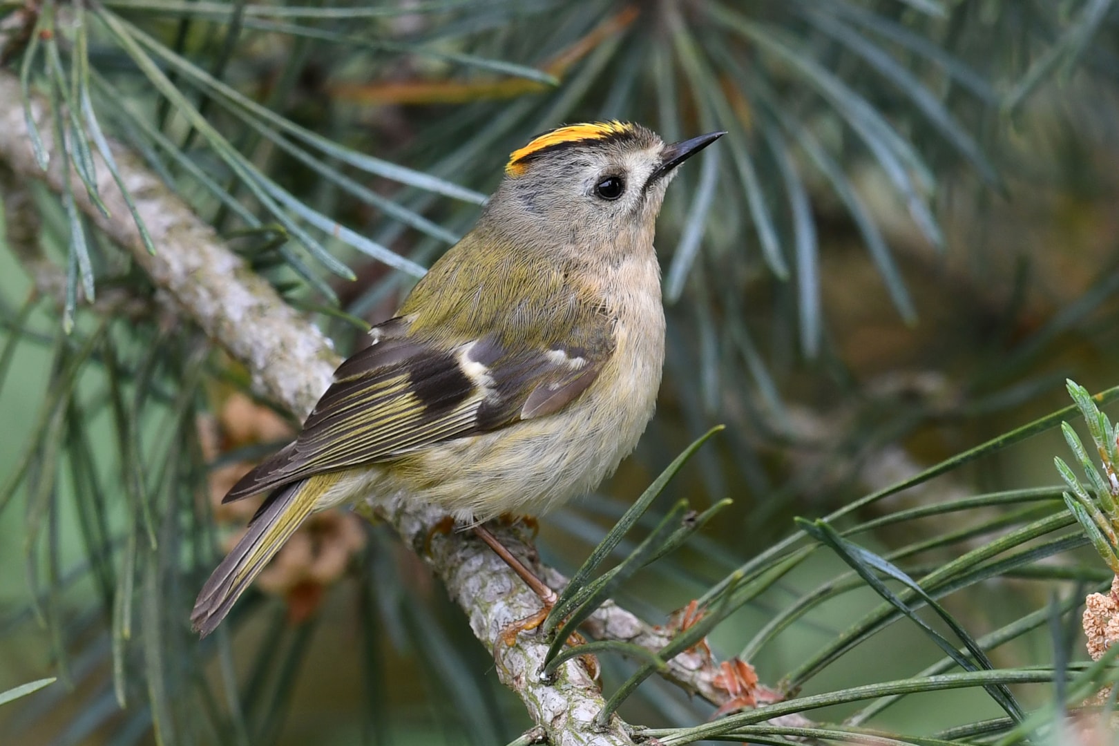 Goldcrest by Nick Appleton - BirdGuides