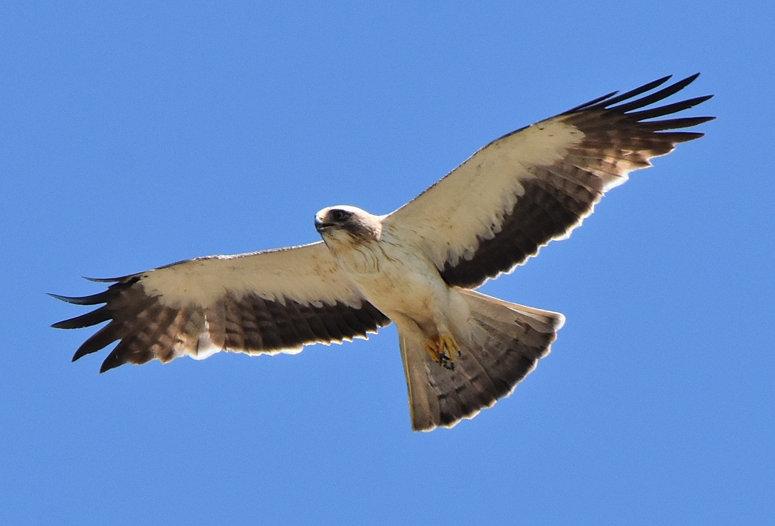 Details : Booted Eagle - BirdGuides