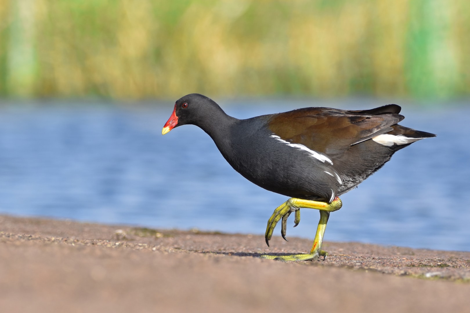 Common Moorhen by Neil Loverock BirdGuides