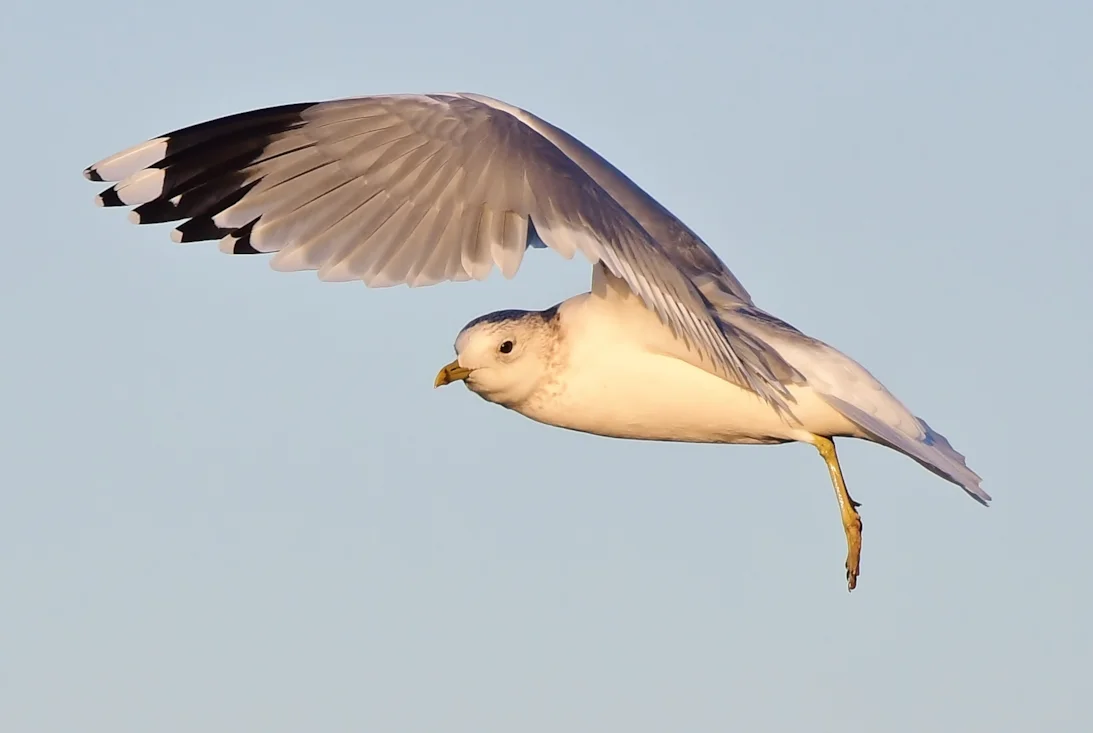 Neil Rendall Common Gull by Neil Rendall - BirdGuides