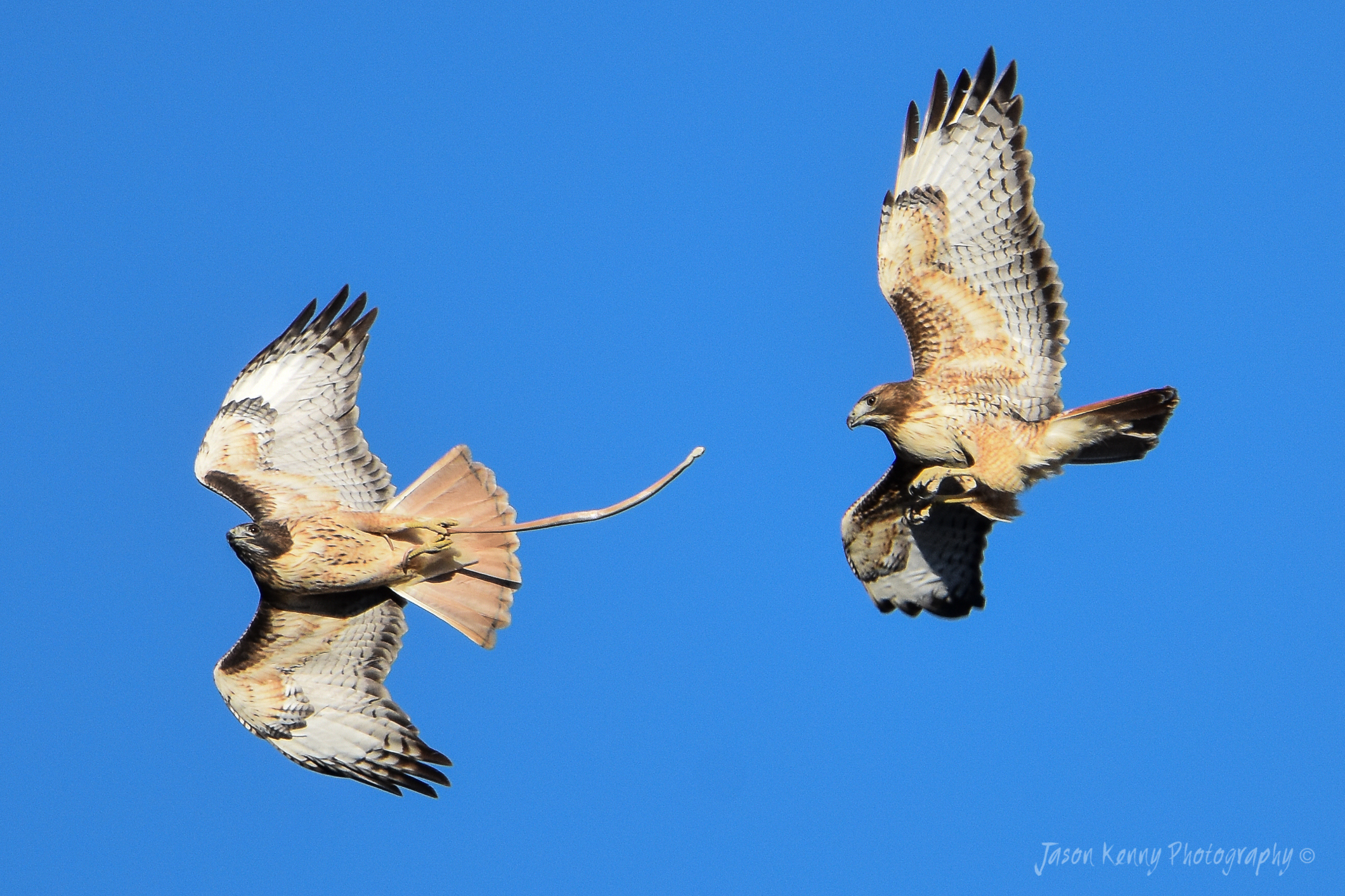 redtailed hawk sounds redtailed hawk sounds