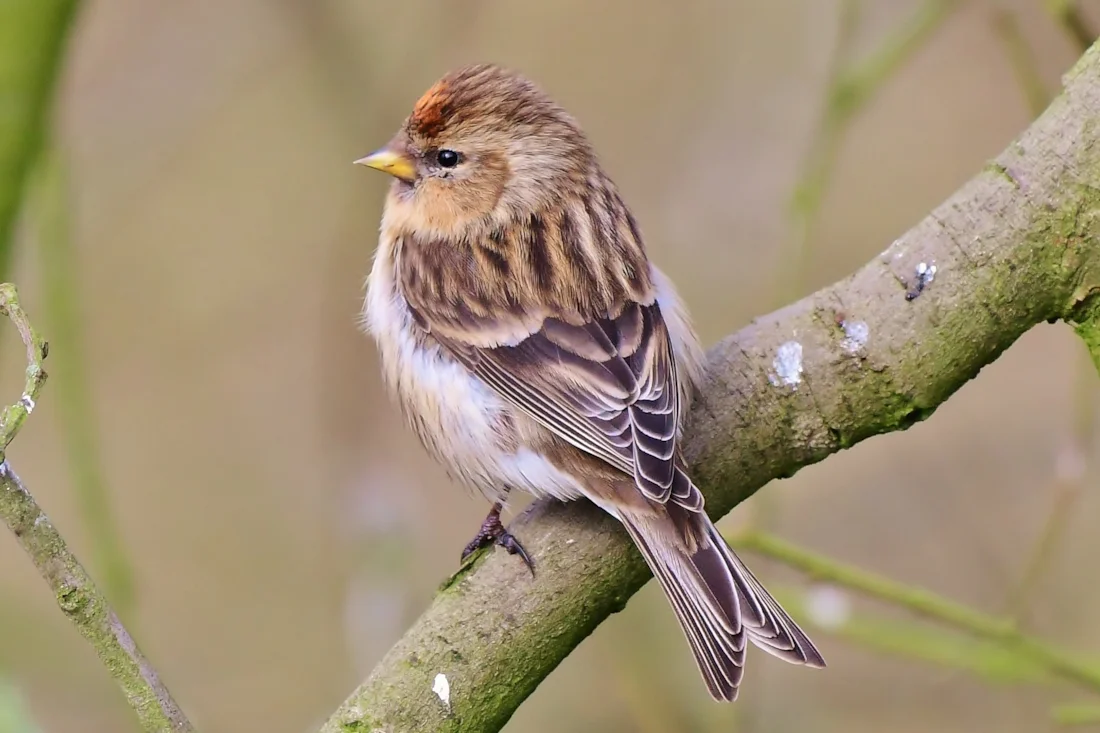 Neil Rendall Lesser Redpoll by Neil Rendall - BirdGuides