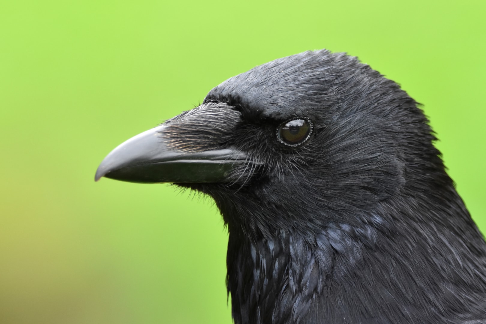 Carrion Crow by Neil Loverock - BirdGuides