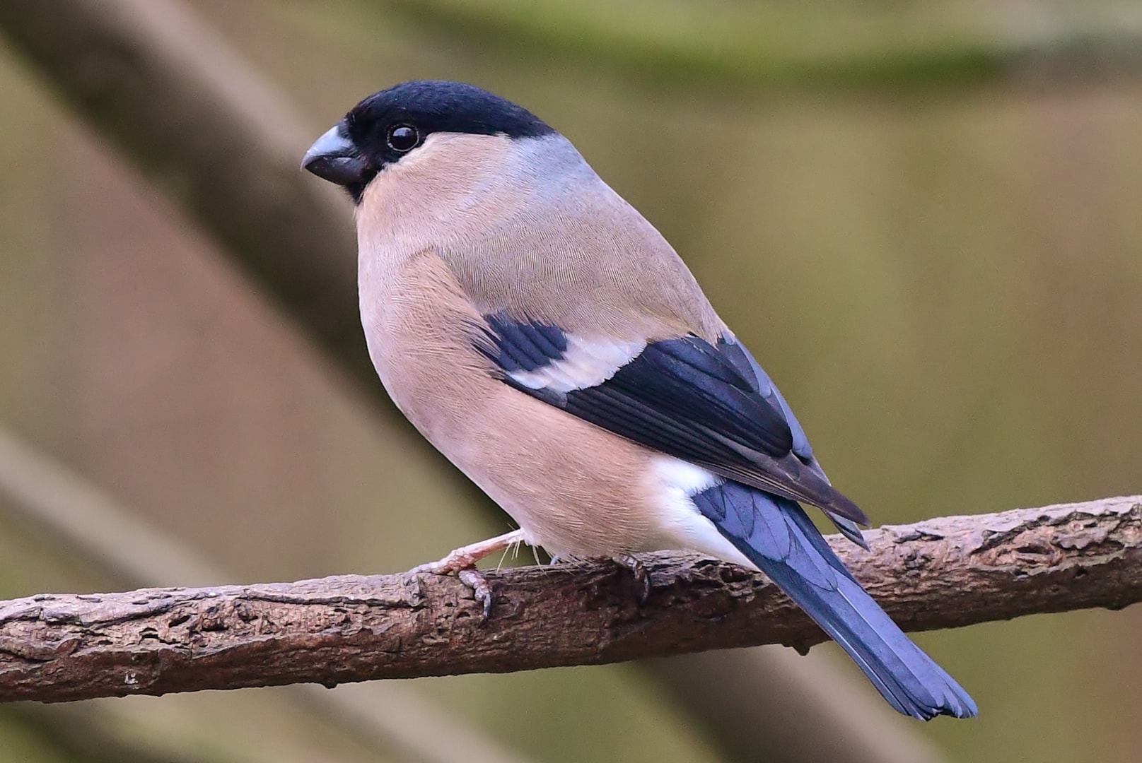 Neil Rendall Eurasian Bullfinch by Neil Rendall - BirdGuides