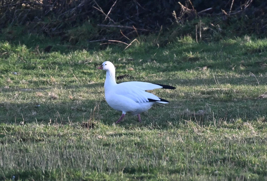 Rose Goose Ross's Goose by Roger Ridley - BirdGuides