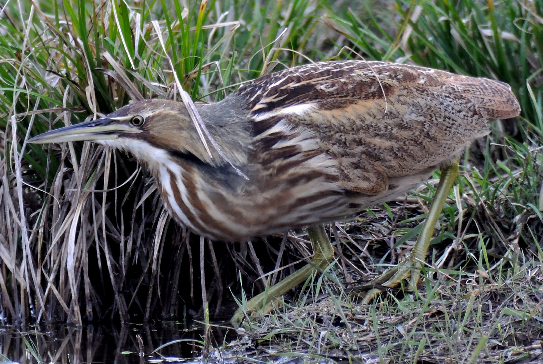Details American Bittern BirdGuides