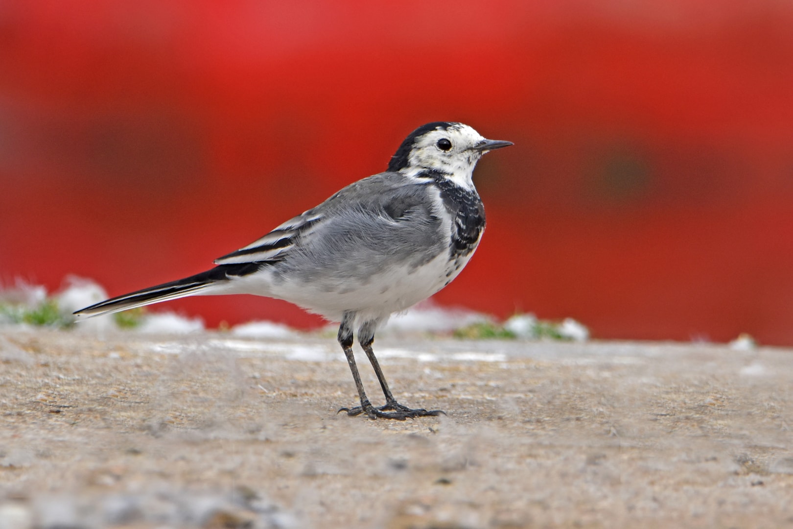 Pied Wagtail by Neil Loverock - BirdGuides