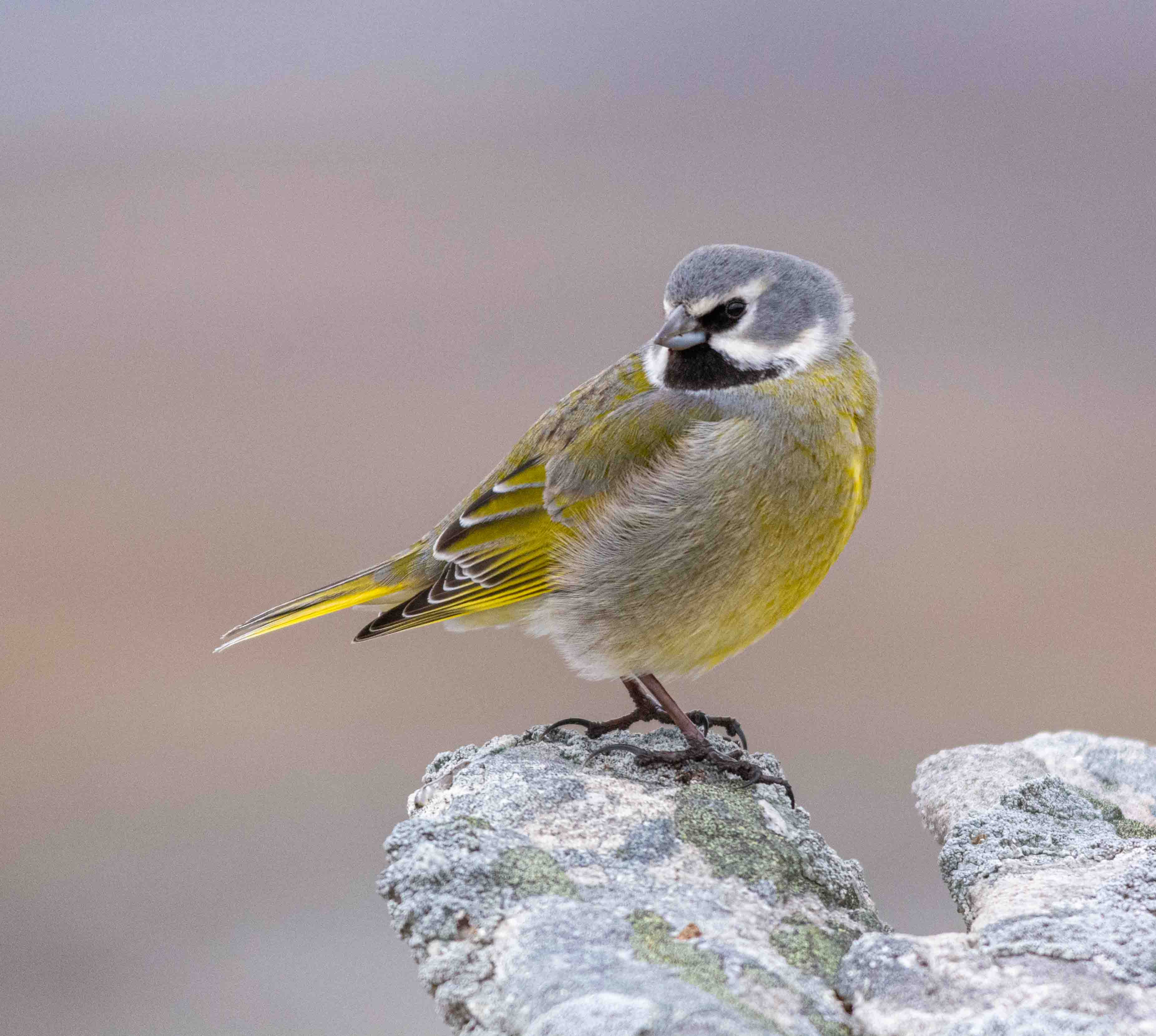 Whitebridled Finch by Dale Hanson BirdGuides