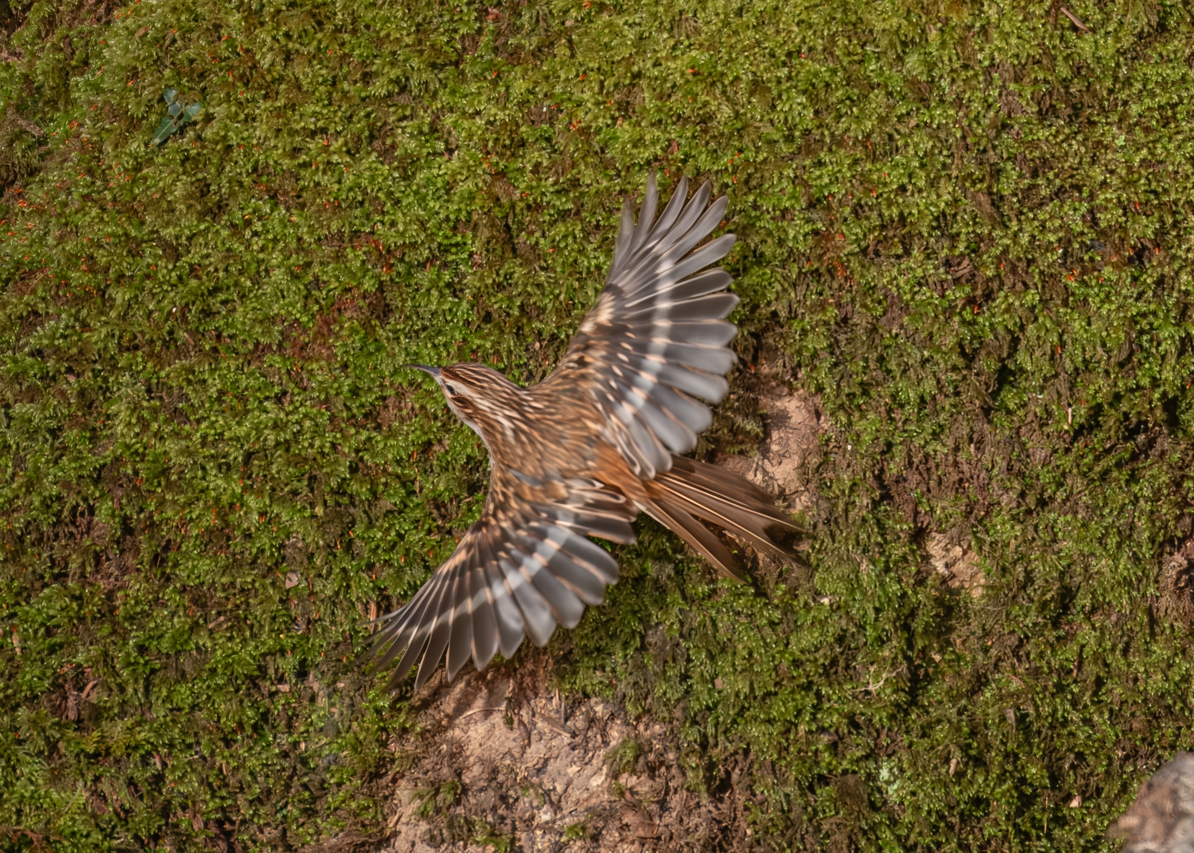 Eurasian Treecreeper by Conor Macleod - BirdGuides