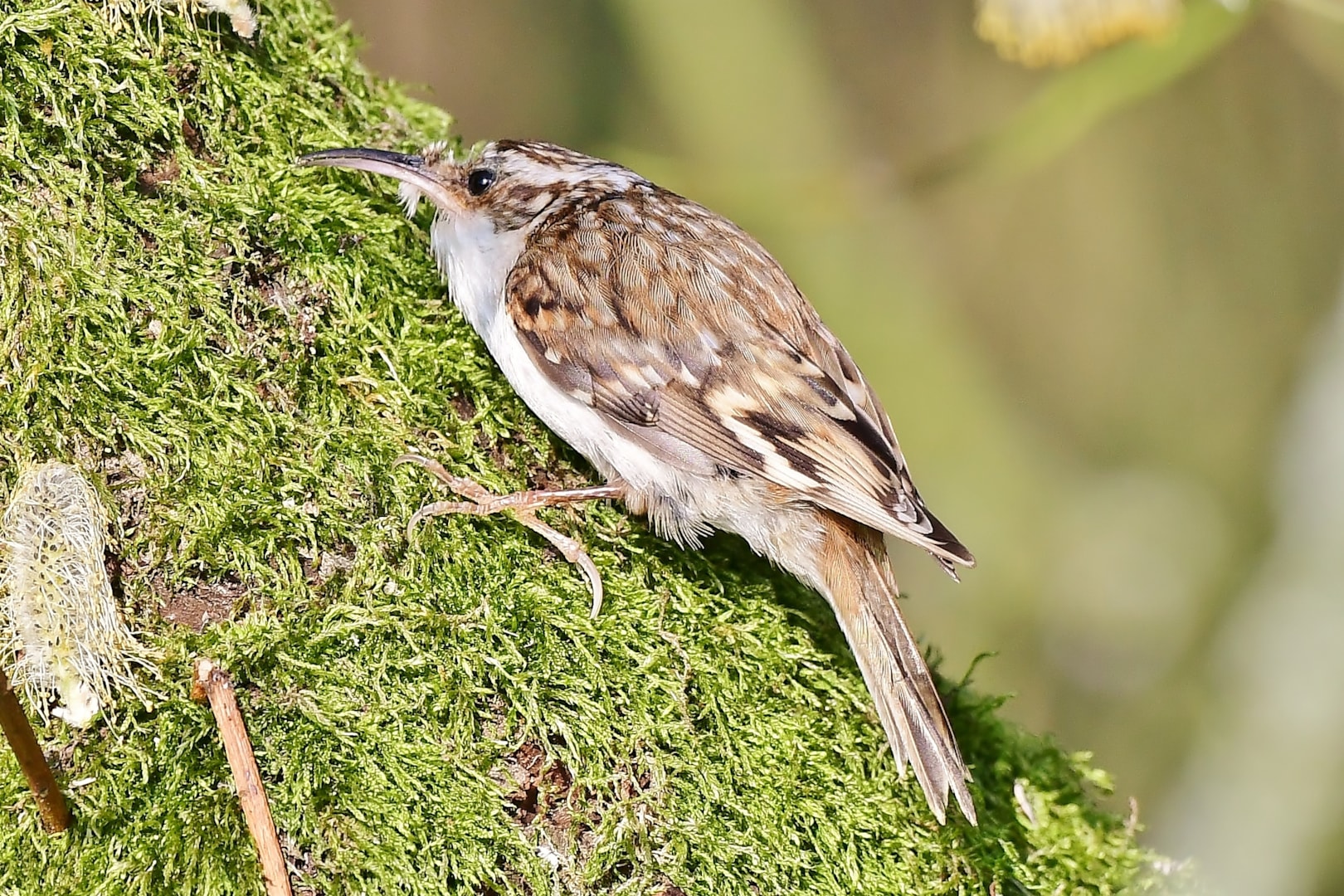 Neil Rendall Eurasian Treecreeper by Neil Rendall - BirdGuides