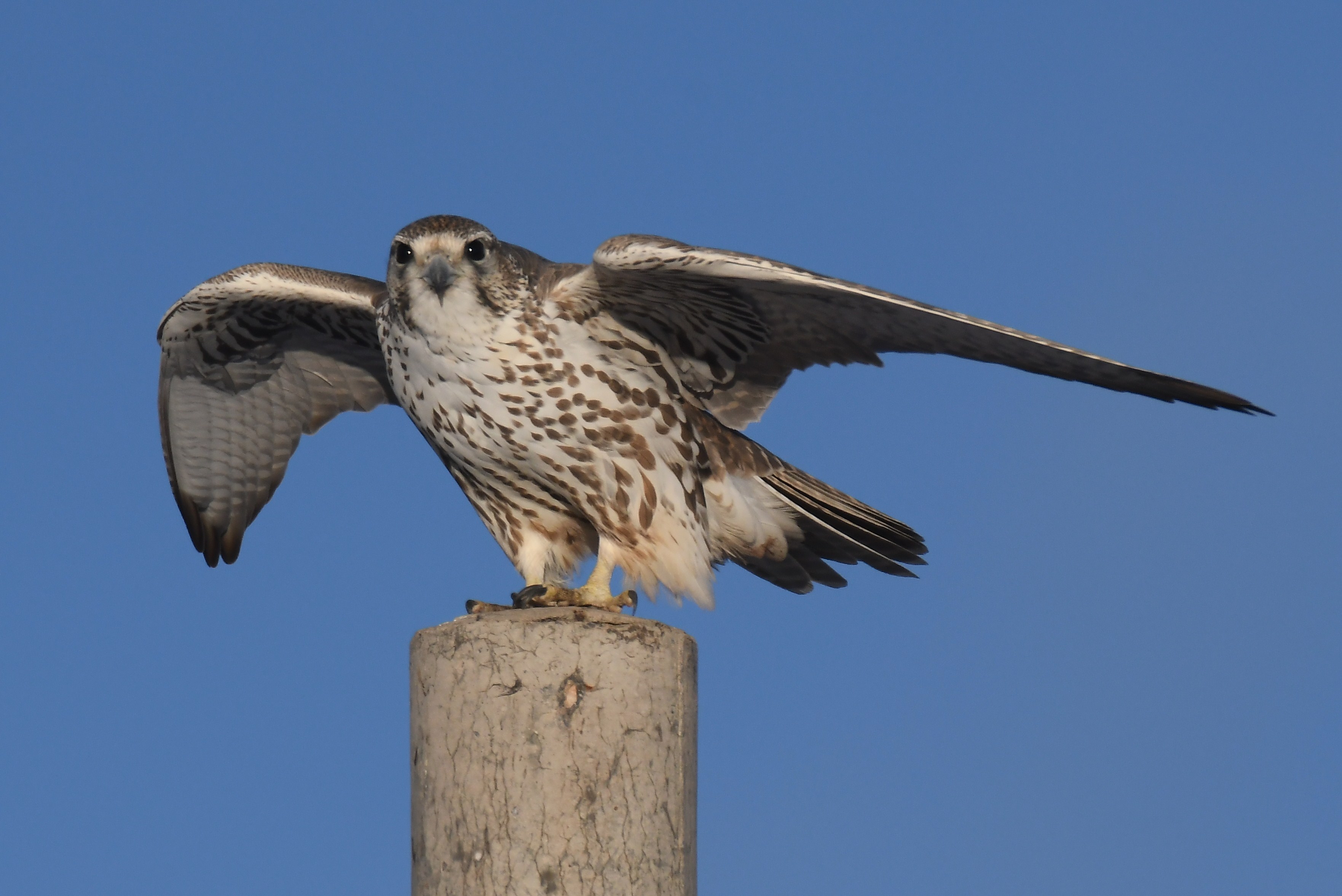 saker bird tours