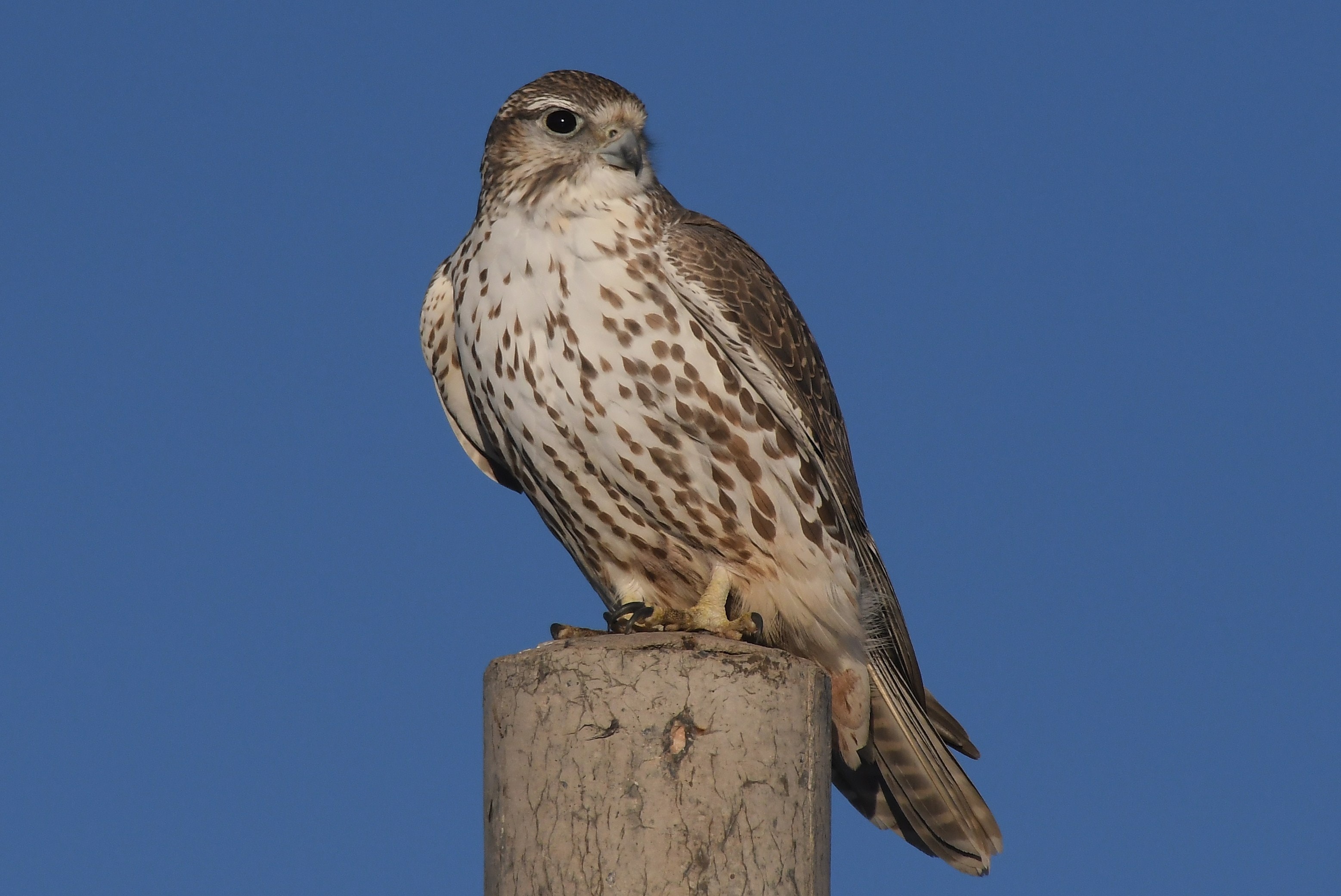Raptors raised in Gloucestershire to be released in Bulgaria - Vimarsana News