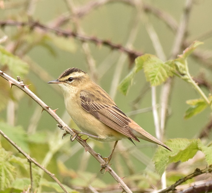 Sedge Warbler by John Rowe BirdGuides