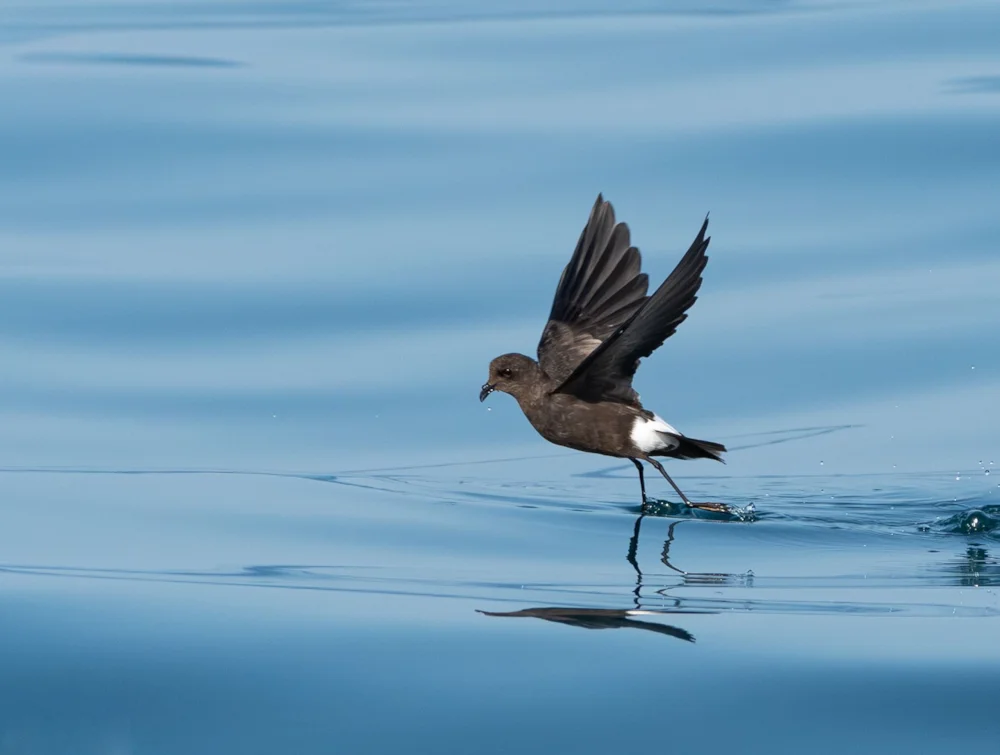 New species discovered in taxonomic review of Wilson's Storm Petrel - BirdGuides