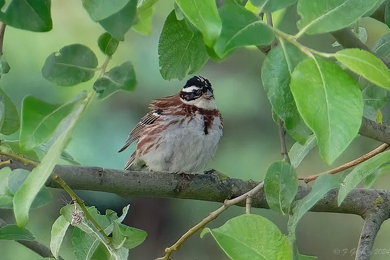 Rustic Bunting by Frank Golding - BirdGuides